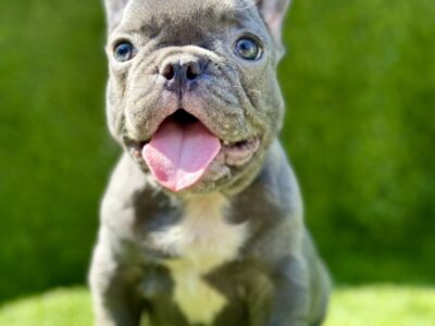 Francuski Buldog PRELEPI štenci
