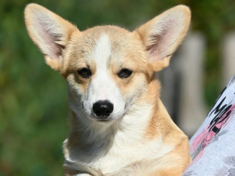 Velski korgi/Welsh Corgi Pembroke štenci