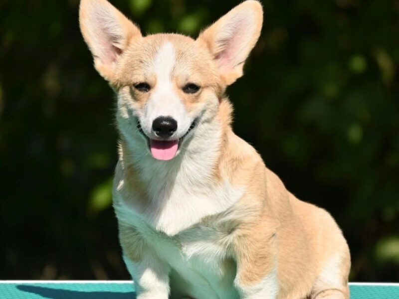 Velski korgi/Welsh Corgi Pembroke štenci
