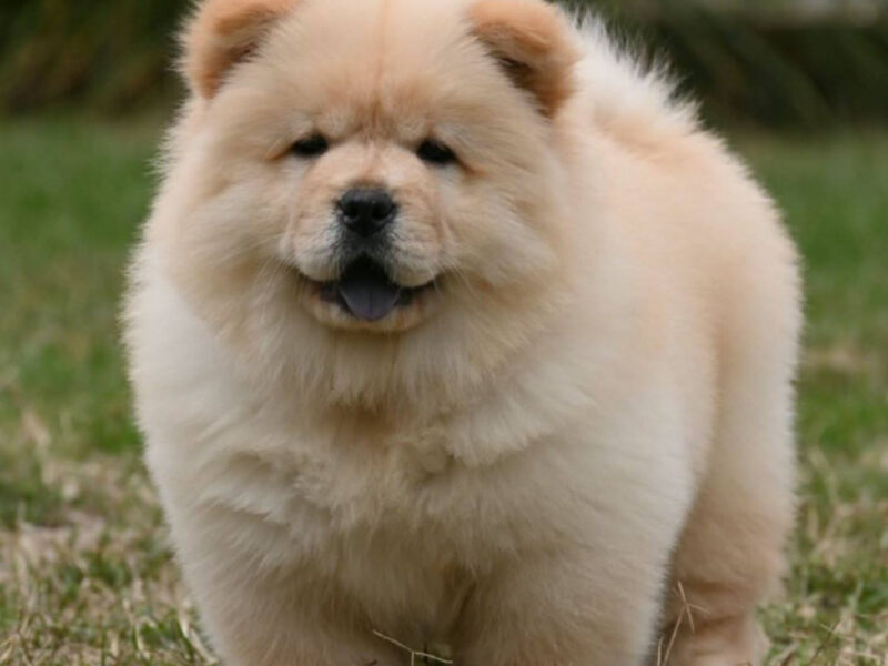 Chow Chow Čau Čau štenci