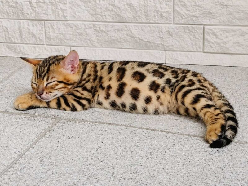 MMaestro_bengal macici