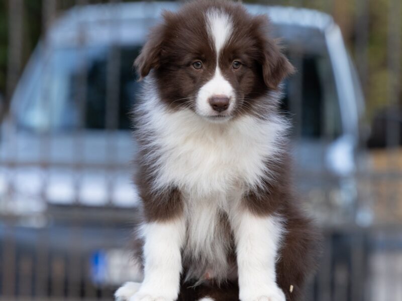 Border Collie štenci