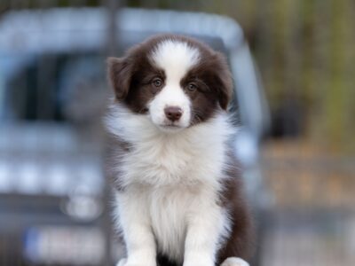 Border Collie štenci