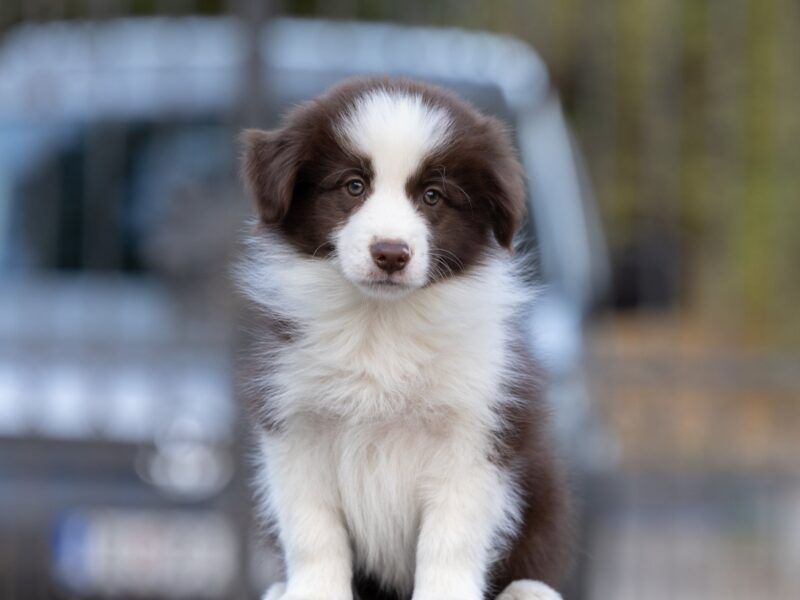 Border Collie štenci
