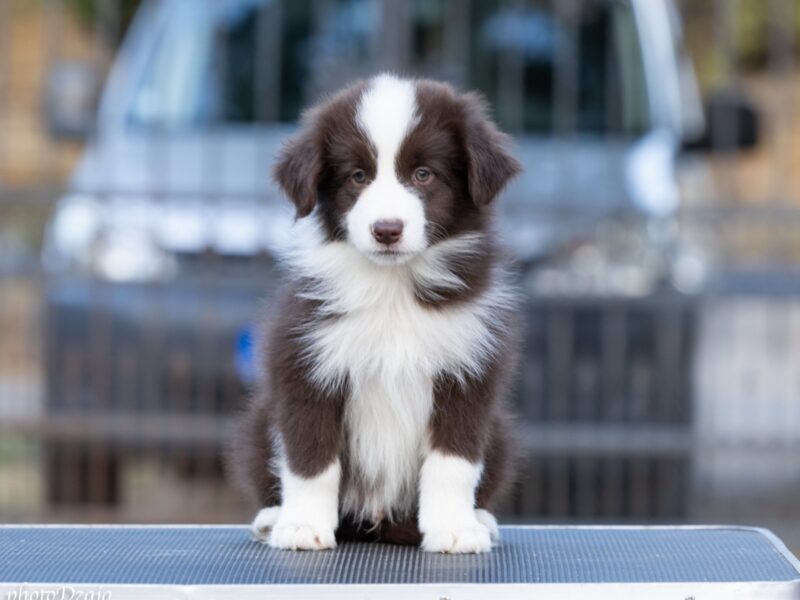 Border Collie štenci
