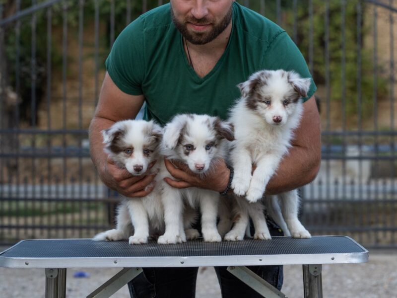 Border Collie štenci