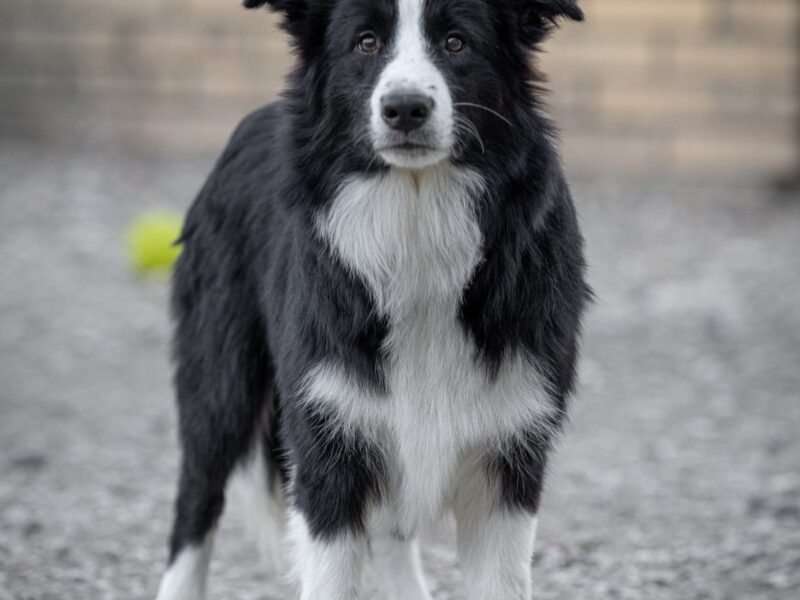Border Collie štenci