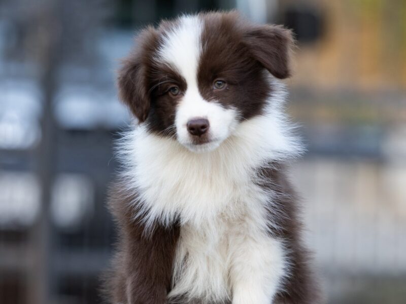 Border Collie štenci