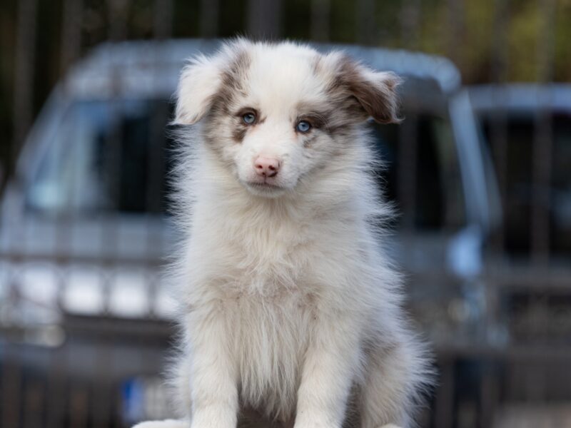 Border Collie štenci