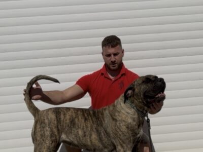Presa Canario ženka
