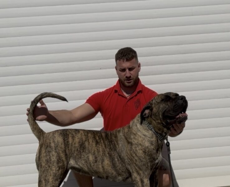 Presa Canario ženka