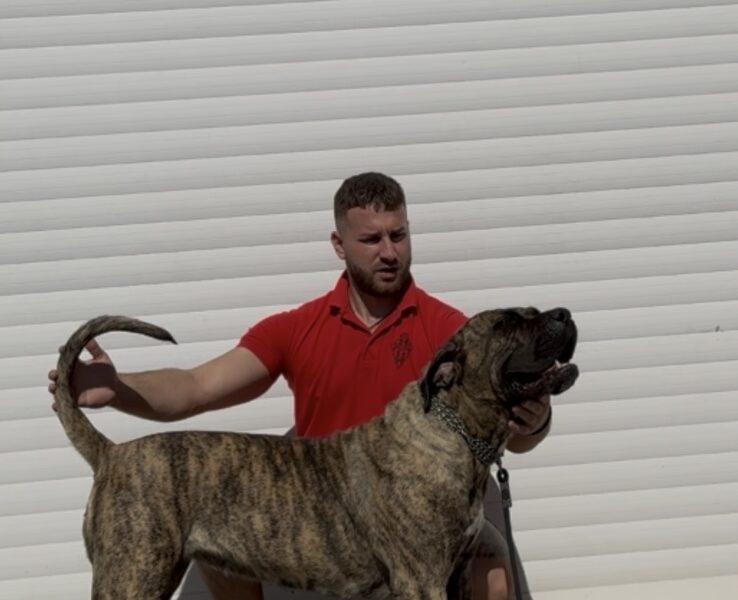 Presa Canario ženka
