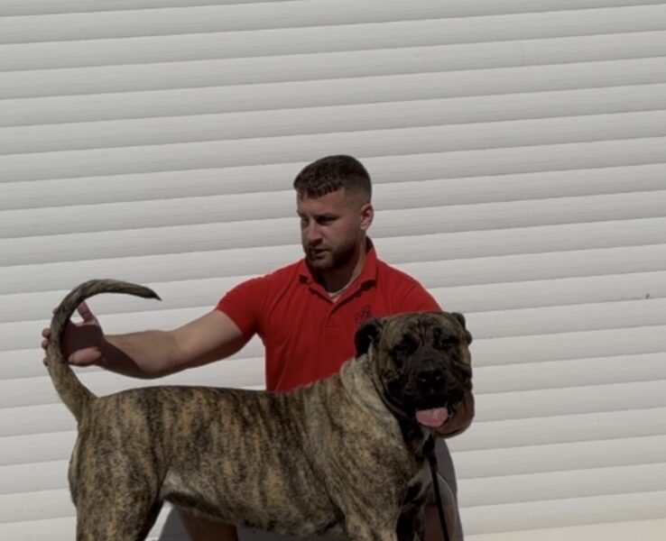 Presa Canario ženka