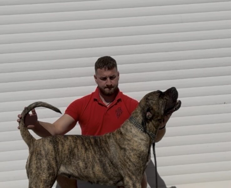 Presa Canario ženka