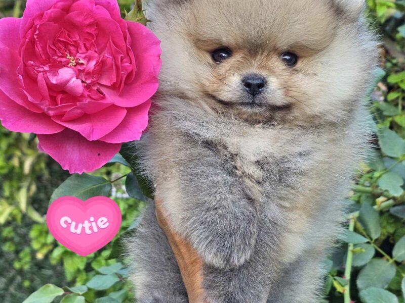 Pomeranac Boo štenci