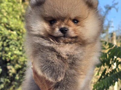 Pomeranac Boo štenci