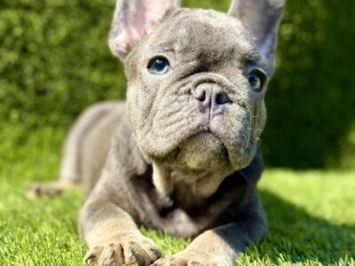 Francuski Buldog prelepi štenci