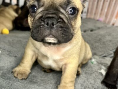 Francuski Buldog prelepi štenci