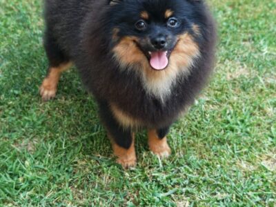Pomeranski spic muzjak