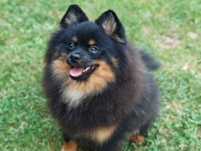 Pomeranski spic muzjak