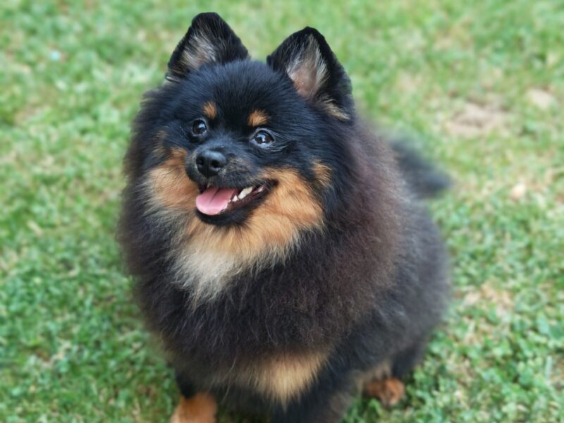 Pomeranski spic muzjak