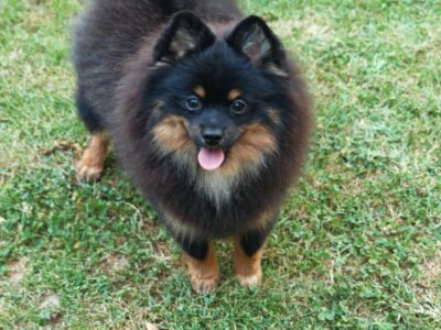Pomeranski spic muzjak