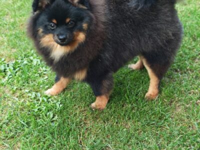 Pomeranski spic muzjak