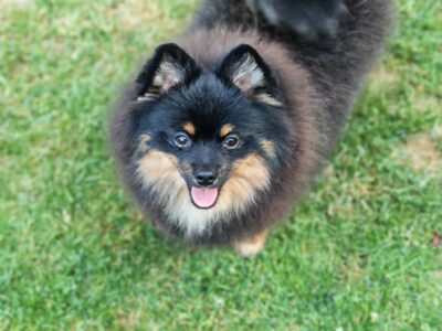 Pomeranski spic muzjak