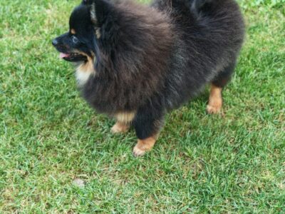 Pomeranski spic muzjak
