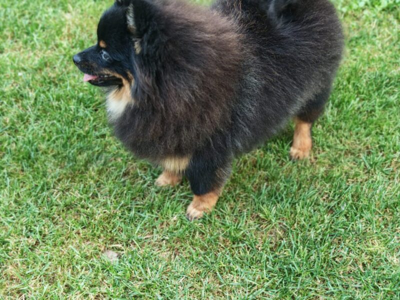 Pomeranski spic muzjak