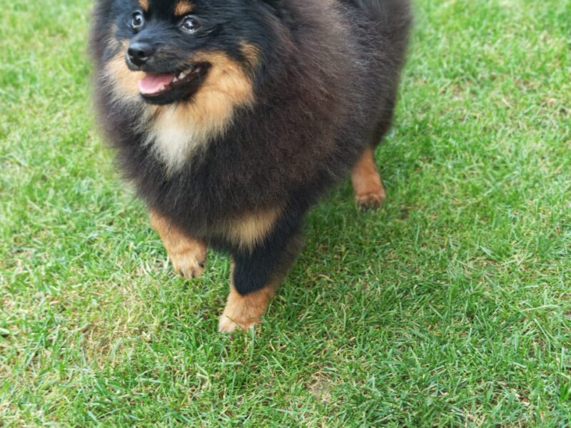 Pomeranski spic muzjak