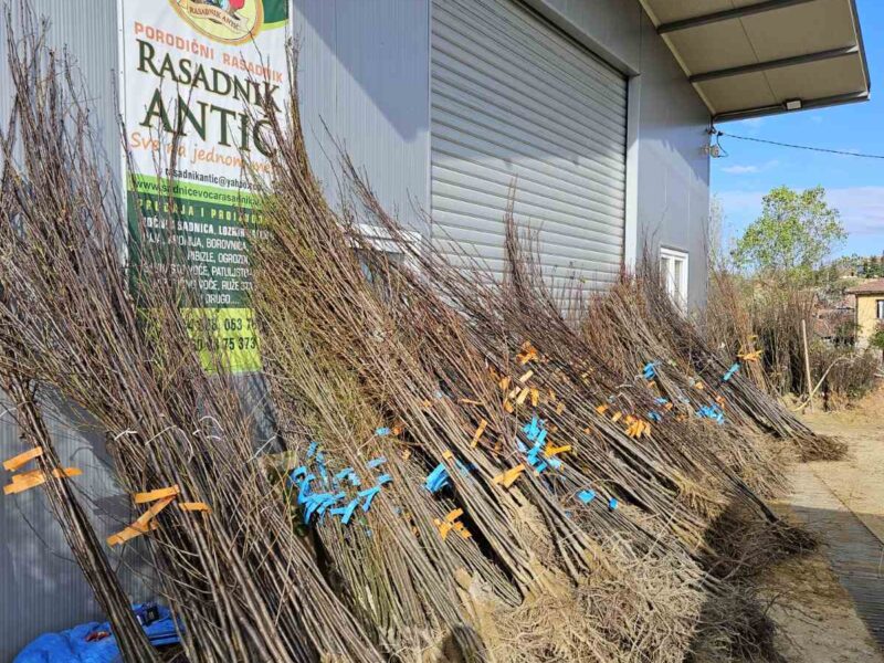 Sadnice voća – Kvalitetne sadnice iz Rasadnika Antić
