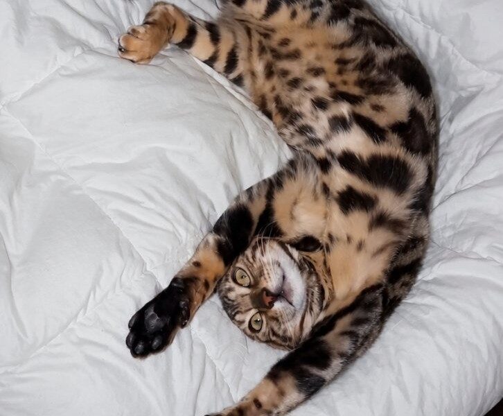 MMaestro_bengal macici