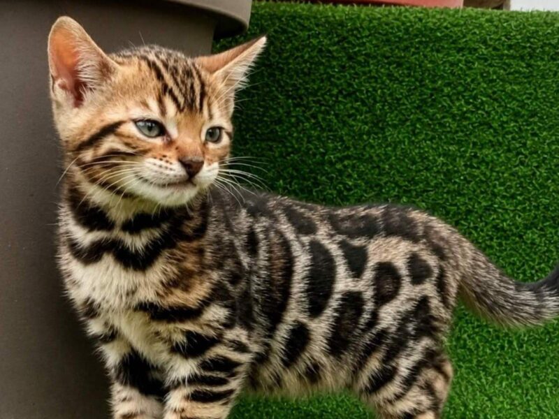 MMaestro_bengal macici