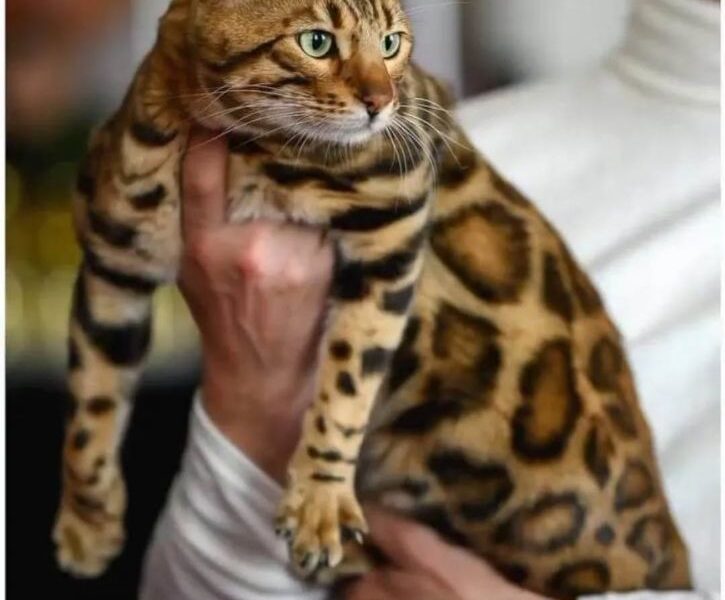 MMaestro_bengal macici