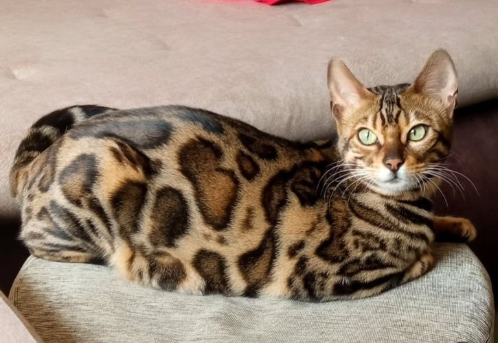 MMaestro_bengal macici